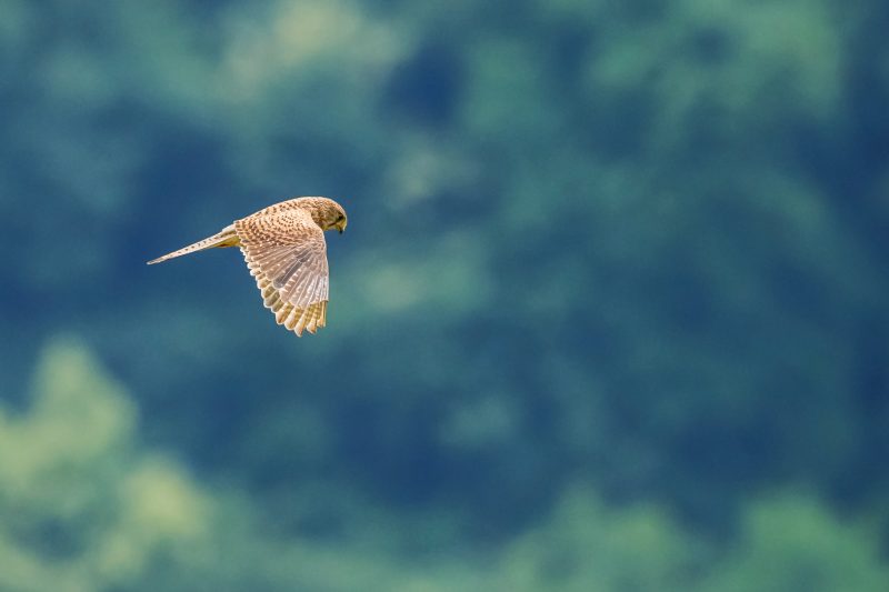 Faucon crécerelle en vol